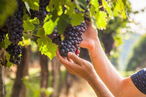 grape harvest
