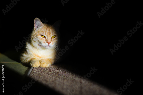 The Catfather. Cat is lying on the floor in the light stripe from sun during sunrise. photo