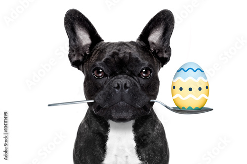 easter egg  dog © Javier brosch