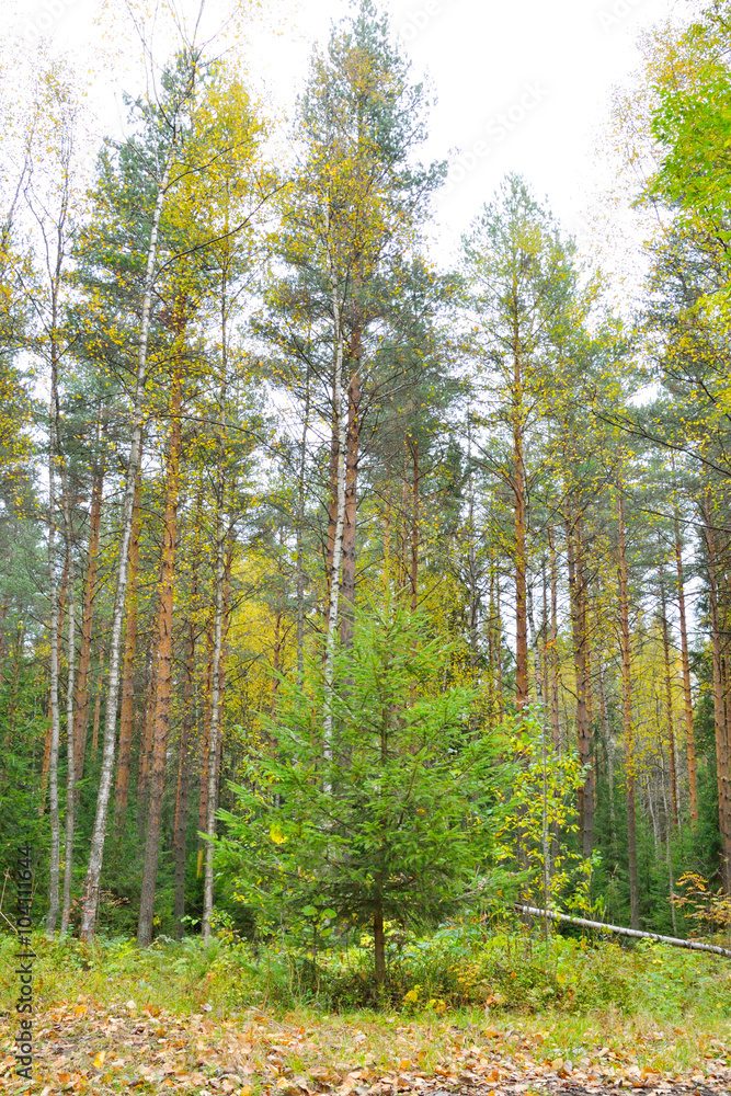 Obraz premium Pine forest at autumn.