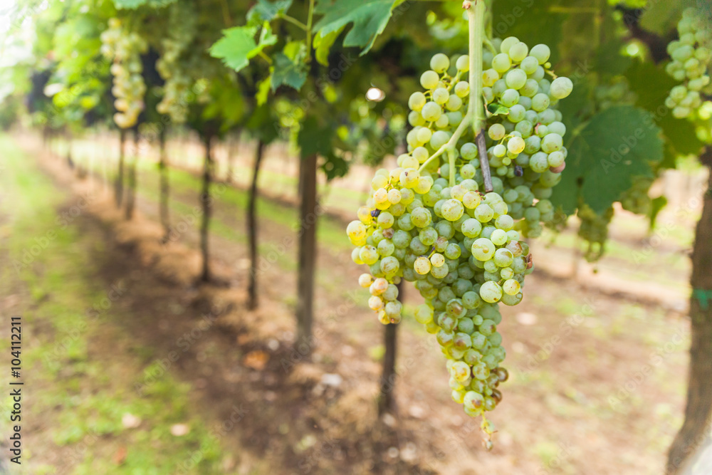 custom made wallpaper toronto digitalgrape harvest
