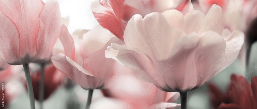 Fototapeta Pastelowe tulipany, przybliżenie