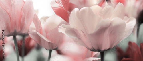 Fototapeta Naklejka Na Ścianę i Meble -  pink tinted tulips