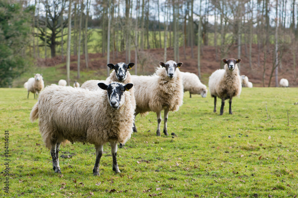 Obraz premium Sheep in the field