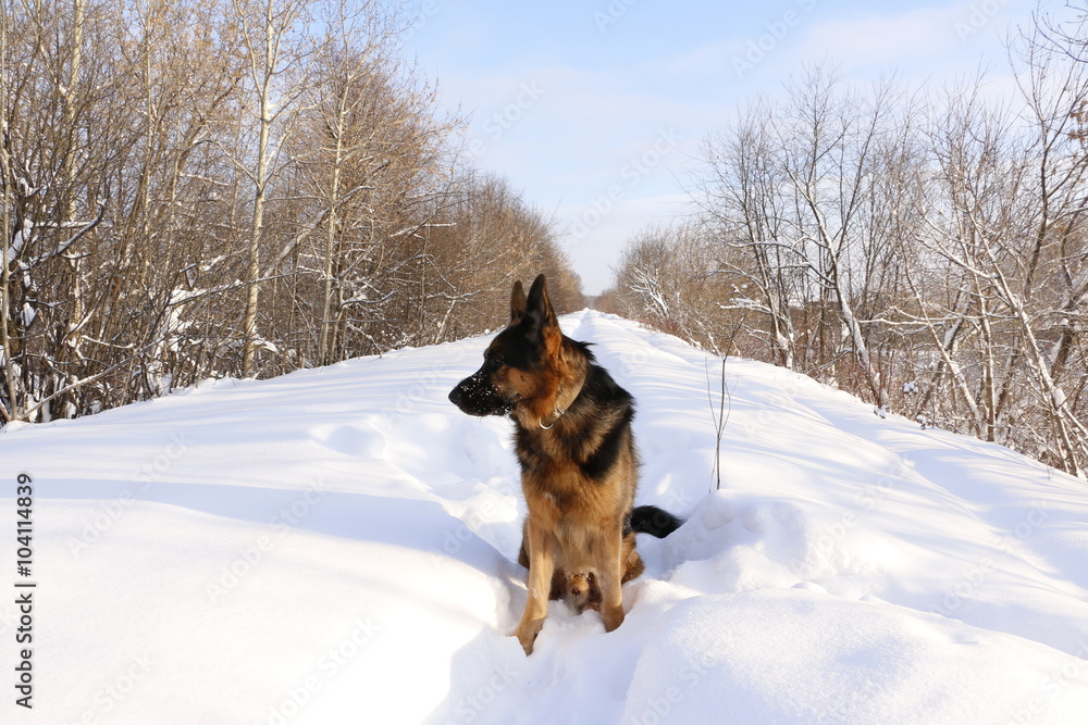 Собака немецкая овчарка, сидящая на снегу зимним солнечным днем