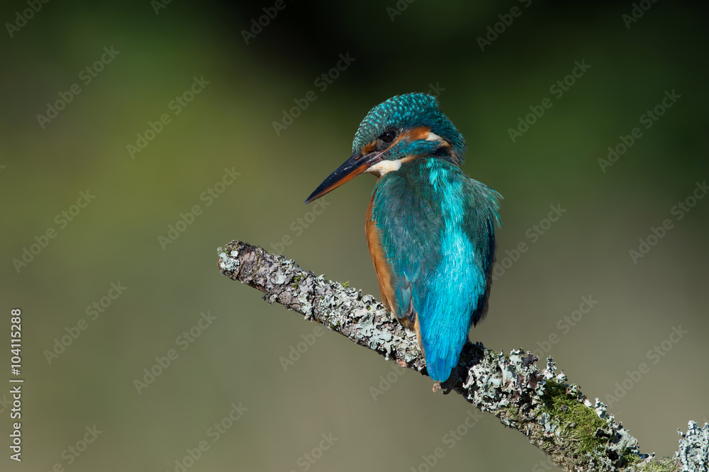 Kingfisher (Alcedo Atthis)/Kingfisher perched on moss covered branch
