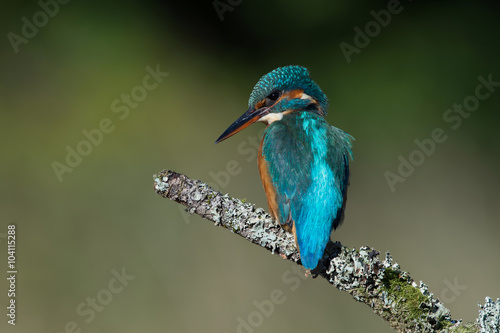 Kingfisher (Alcedo Atthis)/Kingfisher perched on moss covered branch
