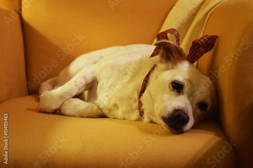 Lying sad dog on the armchair