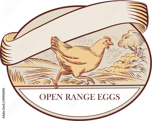 Hen Running Open Range Eggs Oval Drawing