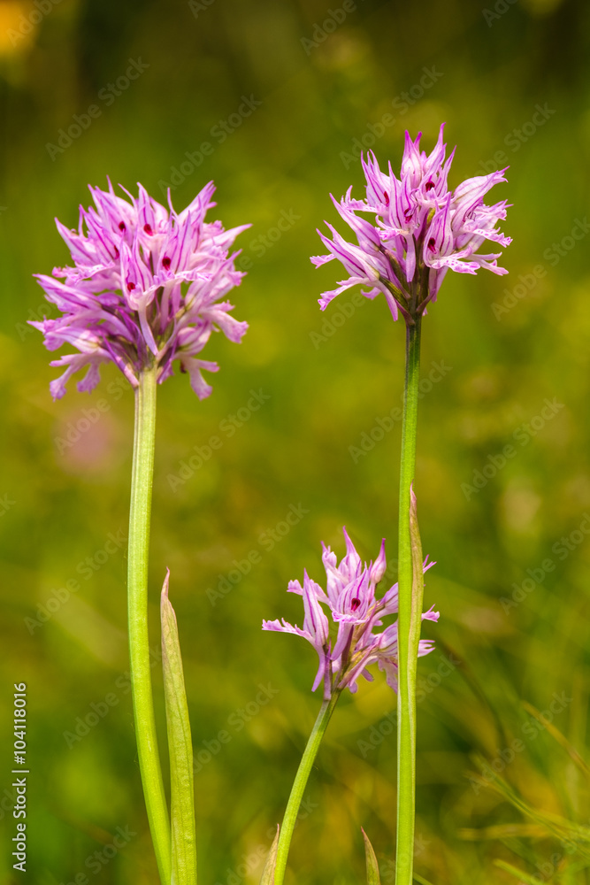 Fototapeta premium Orchidea 16