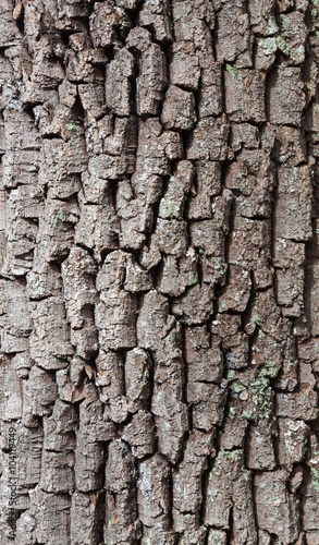 Wood grain bark texture