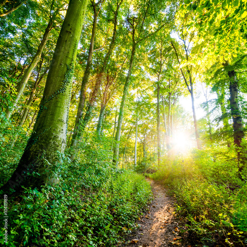 Waldweg im Sonnenschein © Günter Albers
