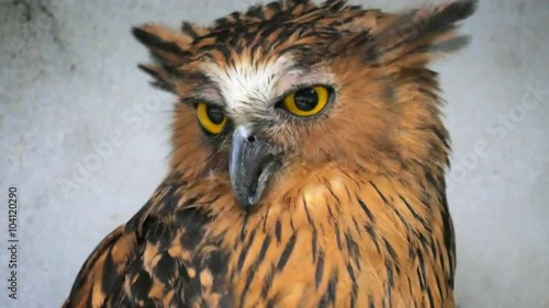 Funny Buffy Fish owl Ketupa Ketupu looks at camera and turns head away photo