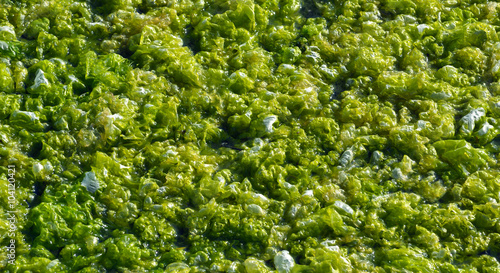 Green algae in the marine estuary