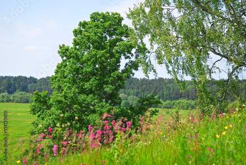 Fototapeta Naklejka Na Ścianę i Meble -  Summer landscape with oak and birch