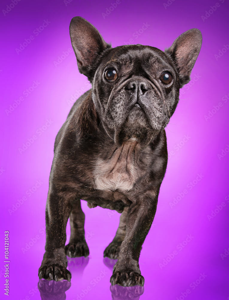 French bulldog isolated over purple background
