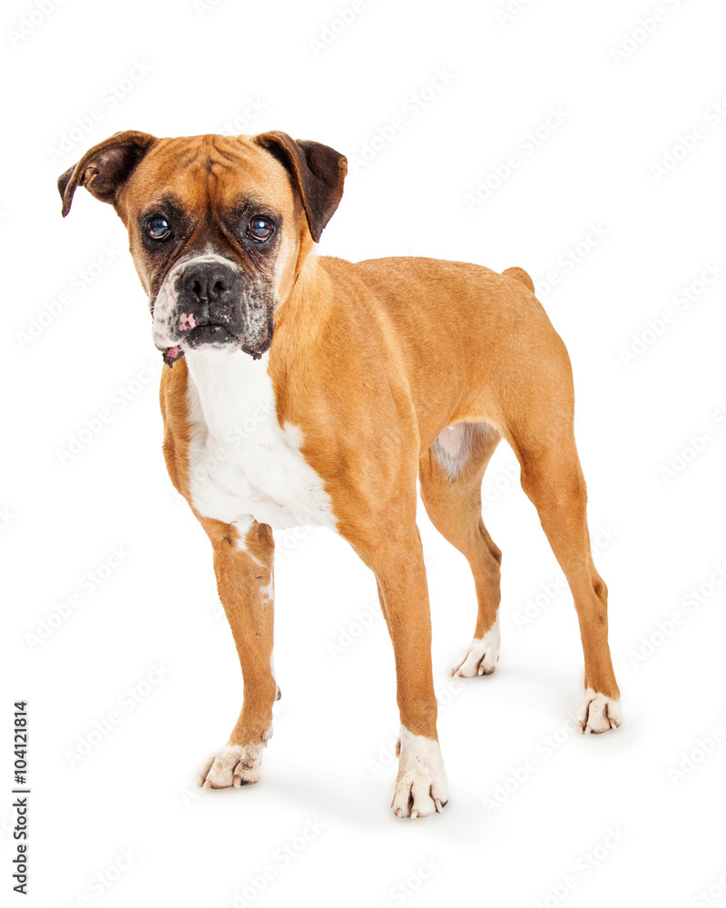 Boxer Dog Standing Looking Forward Over White