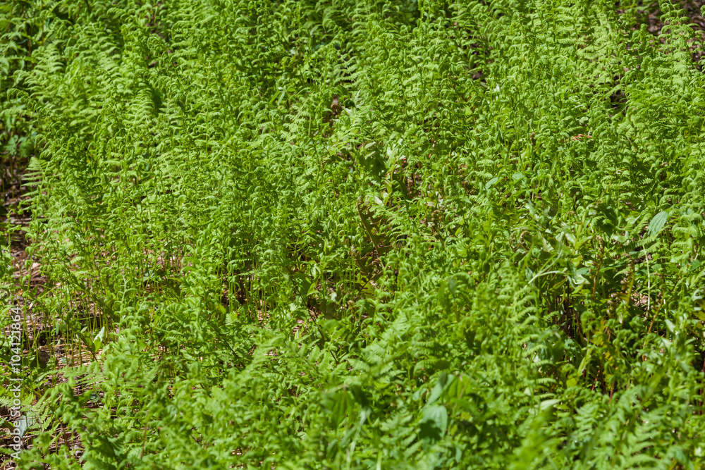 Ferns in the summer Ferns in the summer