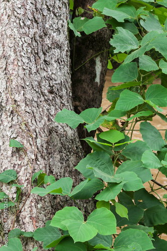 Fotografie Kudzu