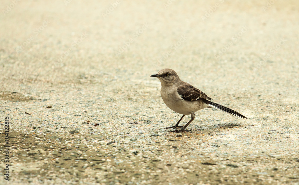 norther mocking bird eating bugs from the driveway in the rain norther mocking bird eating bugs from the driveway in the rain