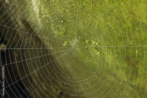 detail macro spider web on green background