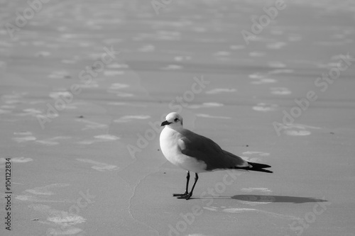tybee island georgia sea gull © TravisPhotoWorks