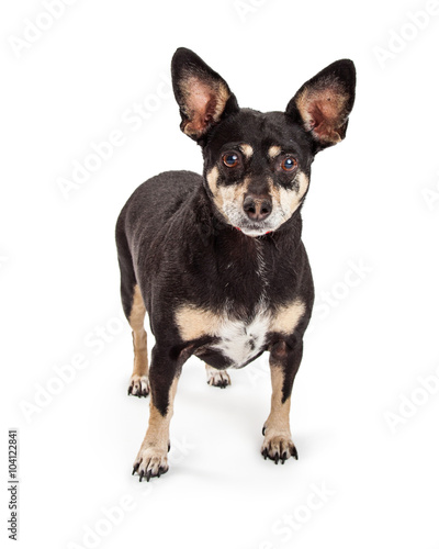 Little Miniature Pinscher Chihuahua Crossbreed Dog