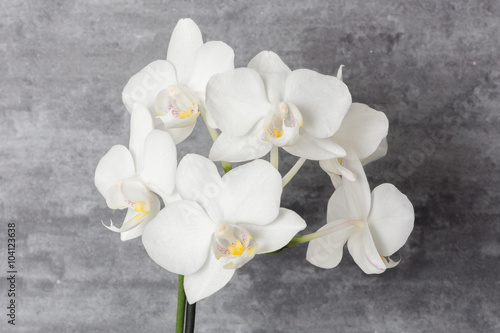 white orchid on dark background