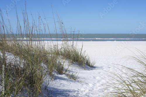 Sea oats and white sand dunes on beach in St. Petersburg, Florid