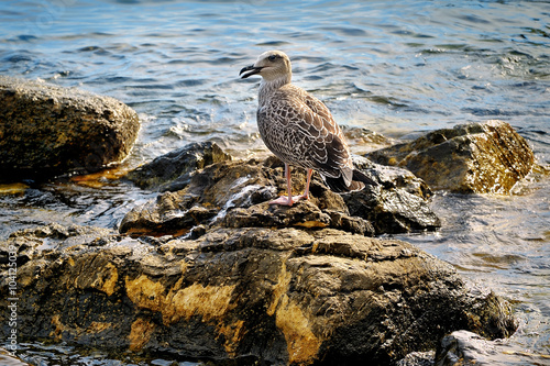 young seagull sitting on the sea stones