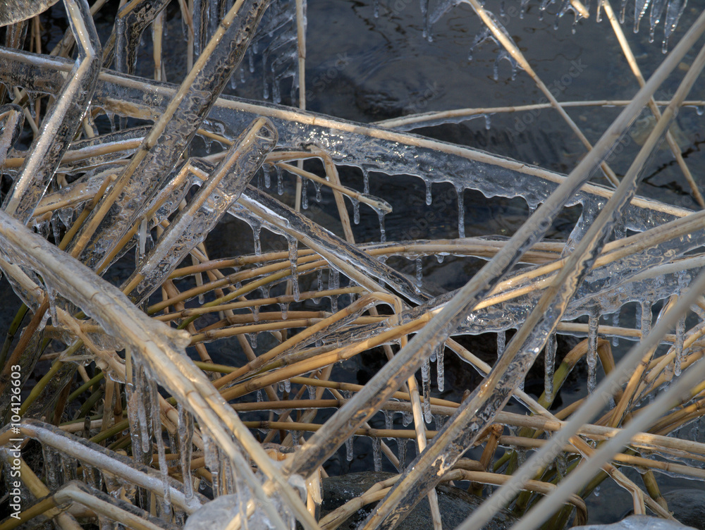 Obraz premium 凍った枯草