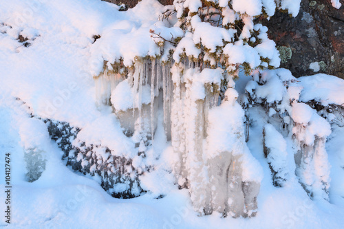 Obraz na płótnie Beautiful icicle ice formation on small tree