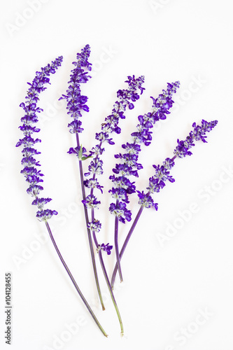 Fototapeta Naklejka Na Ścianę i Meble -  lavender flower on white background