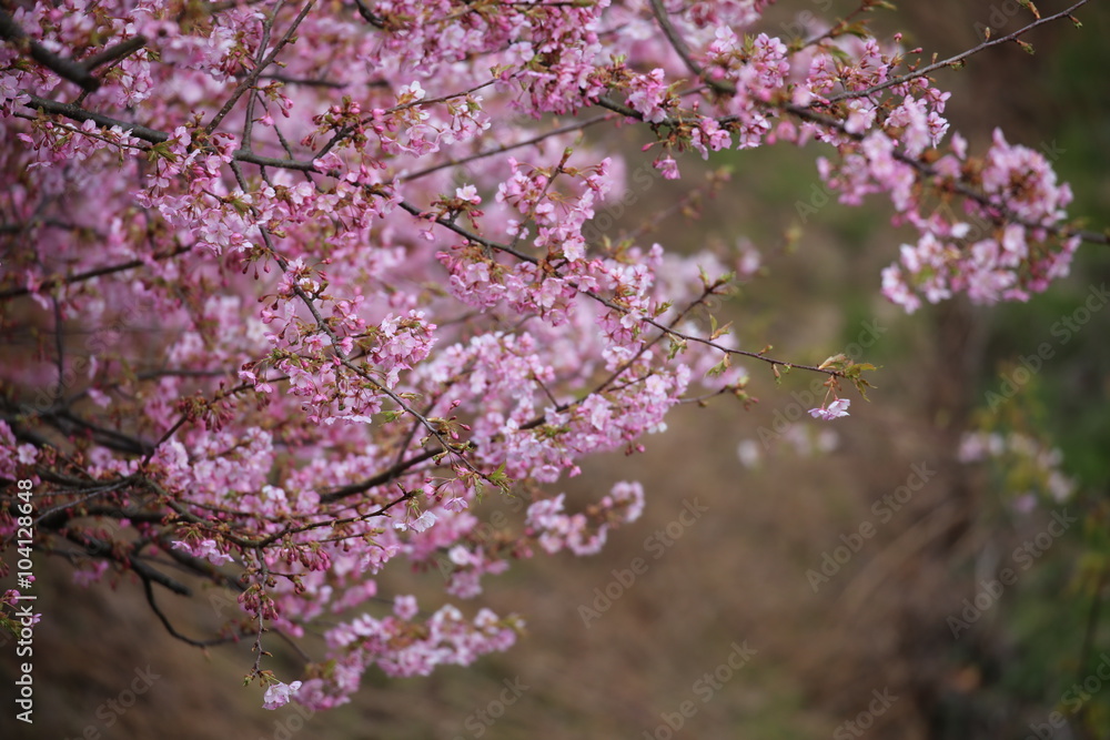 河津桜 河津桜