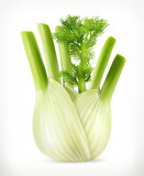 Fennel, vector object