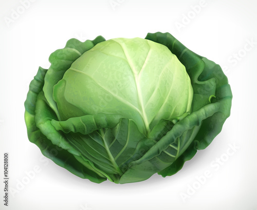 Fényképezés Cabbage, vector object