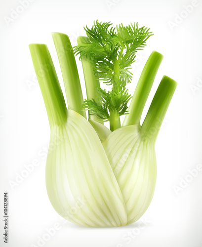 Fennel, vector object