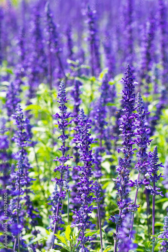 Obraz premium lavender field background