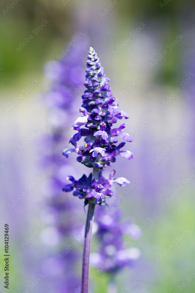 lavender flower selective focus with shallow depth of field lavender flower selective focus with shallow depth of field