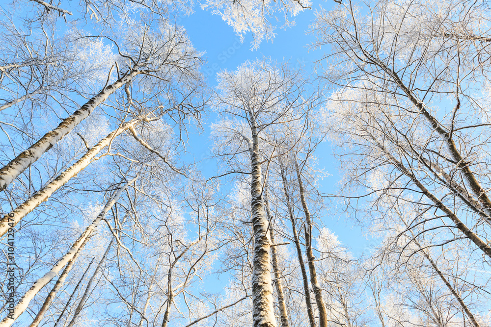 Snow covered tree perspective view looking up