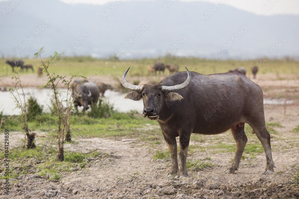Thai Buffalo or carabao walk over the field Thai Buffalo or carabao walk over the field