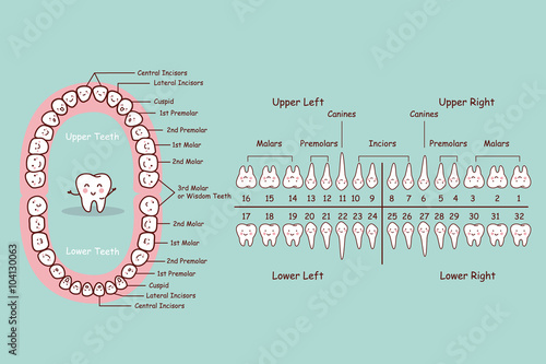 permanent tooth cartoon chart Stock Vector Adobe Stock permanent tooth cartoon chart Stock Vector Adobe Stock