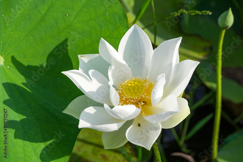 White lotus on pond.