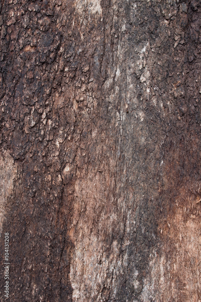 old eucalyptus bark texture old eucalyptus bark texture