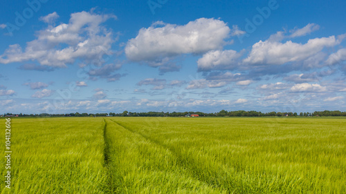 Farm landscape of  Grain Field