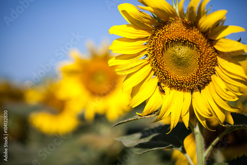 Sunflower in garden
