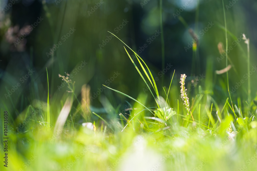 Green wild grass on a forest meadow.