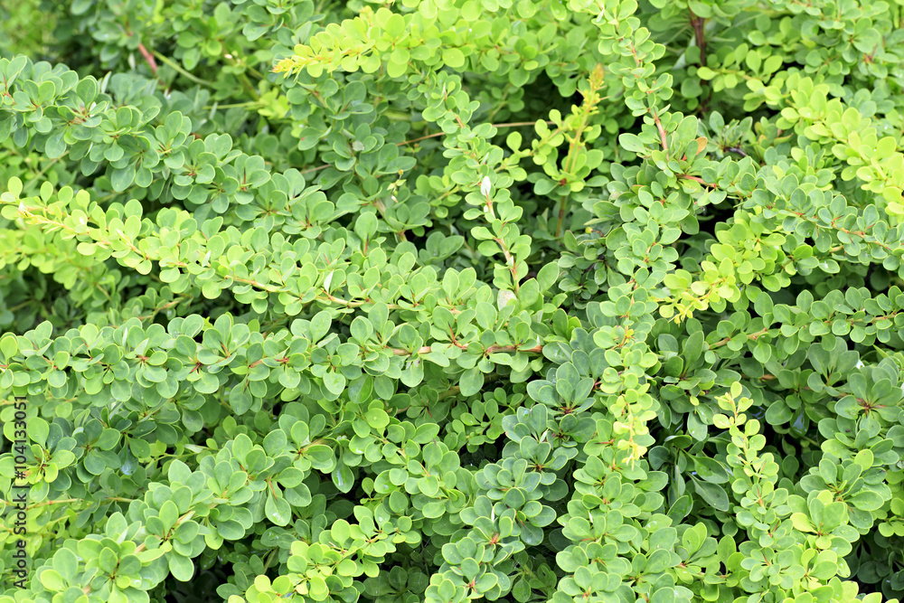 Berberis is large genus of deciduous and evergreen shrubs Berberis is large genus of deciduous and evergreen shrubs