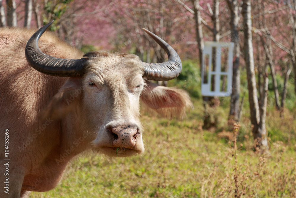 Buffalo feeding on grass field