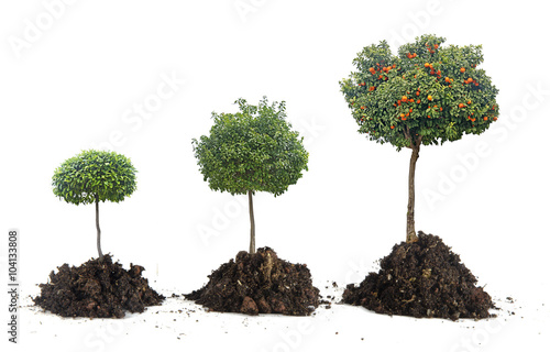 Growth of citrus trees
